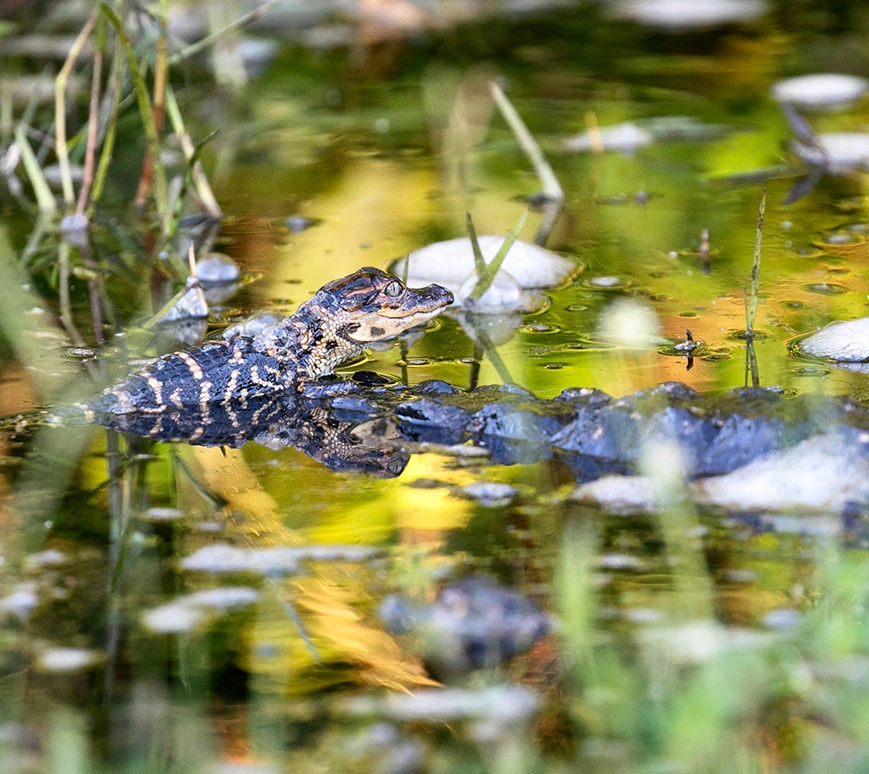 Everglades Adventures